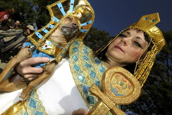 Otros sacaron sus mejores disfraces para desfilar por la alfombra roja del evento.