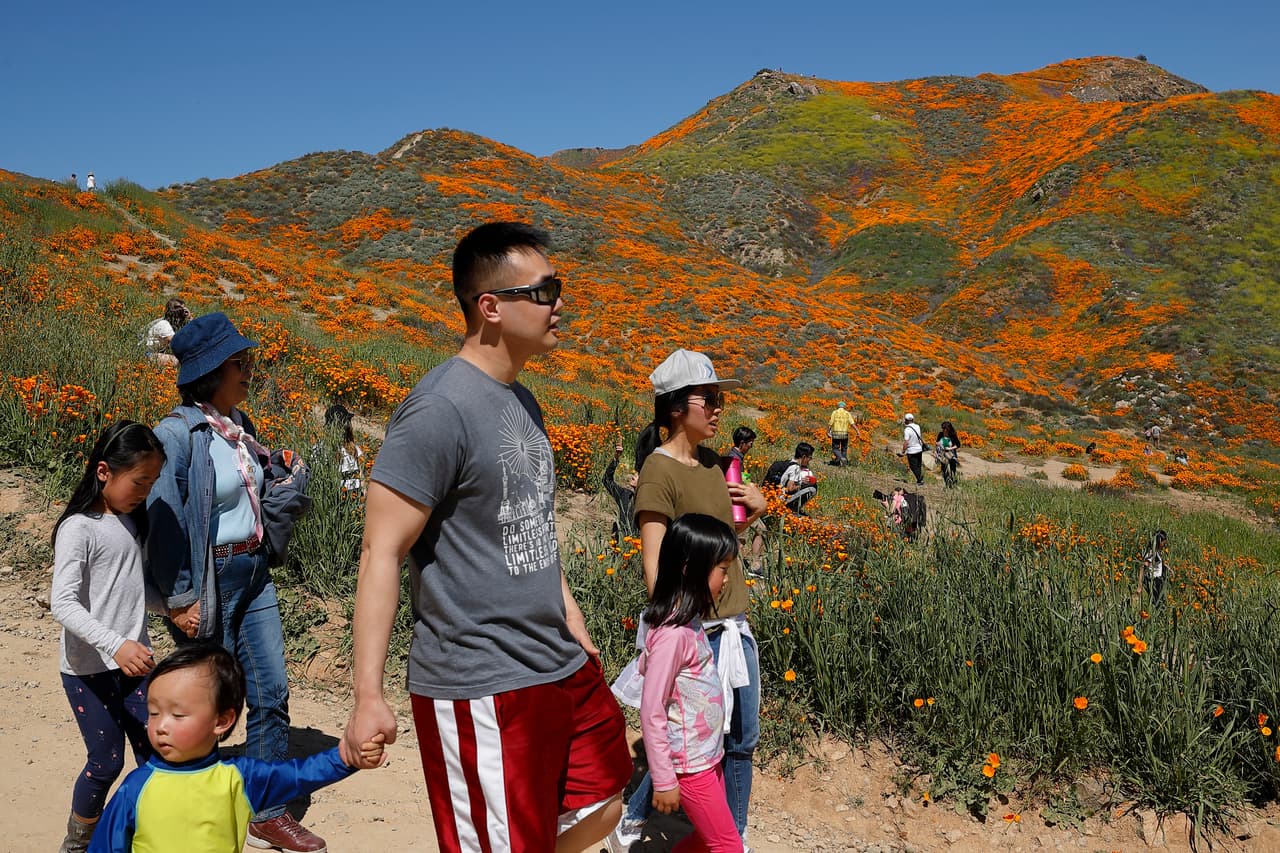 Cálculos indican que
<b> unas 150,000 personas acudieron durante el fin de semana</b> para ver el colorido jardín en la zona, ubicada a unos 90 minutos de Los Ángeles y también de San Diego.