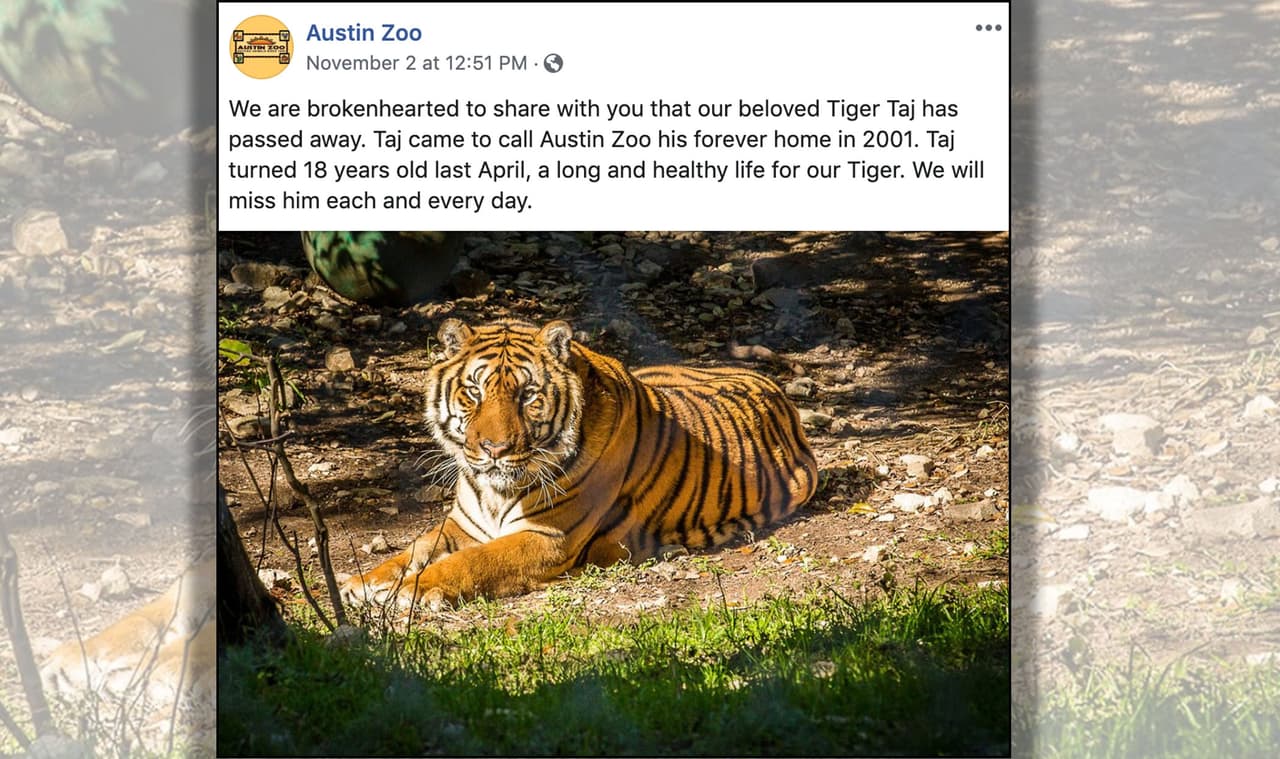 Muere el popular tigre "Taj" del Zoológico de Austin 