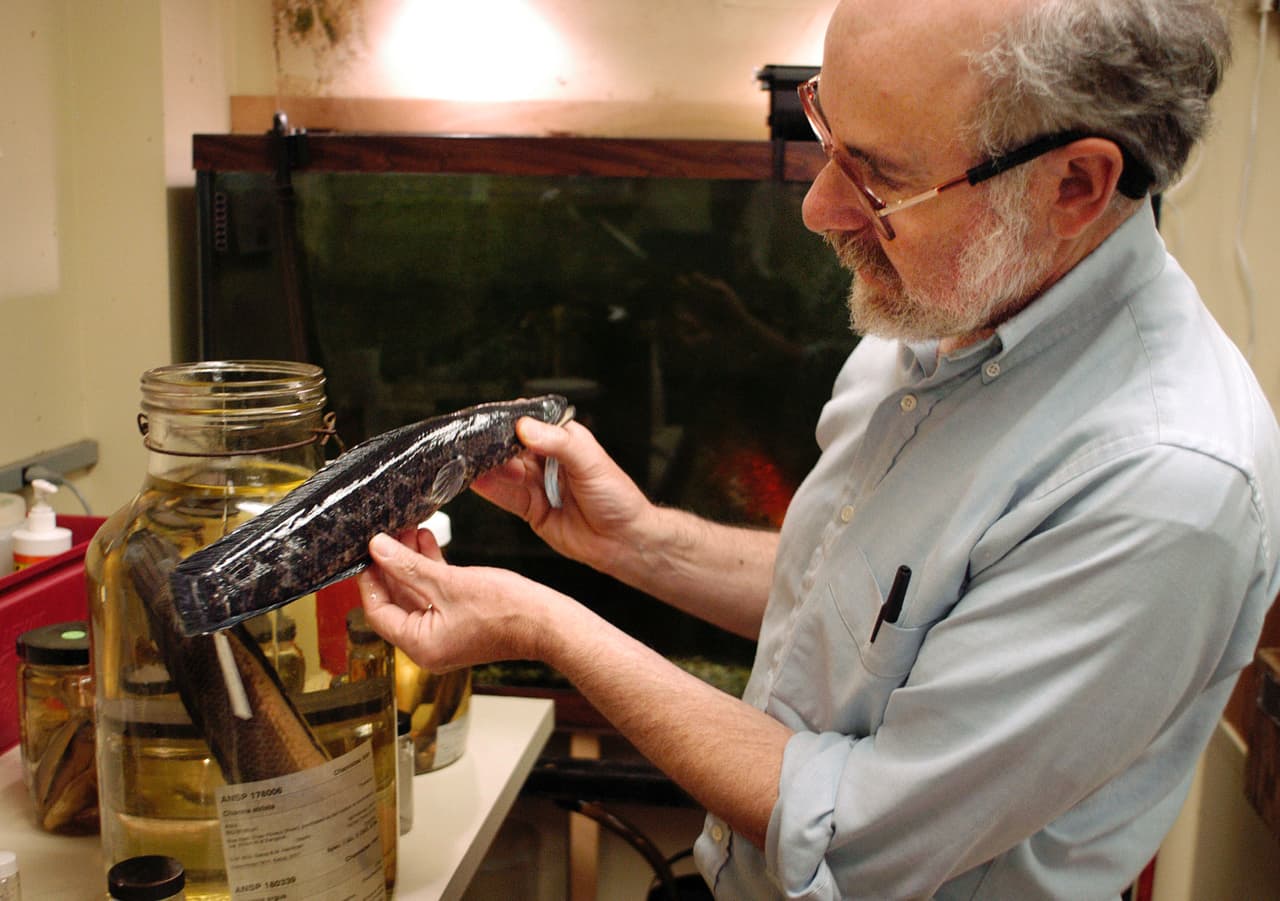 Encuentra más información sobre el cabeza de serpiente
<b><a href="https://georgiawildlife.com/sites/default/files/wrd/pdf/fact-sheets/Snakehead%20Poster%20One%20Pager%20GA%20100819.pdf" target="_blank">aquí</a></b>.