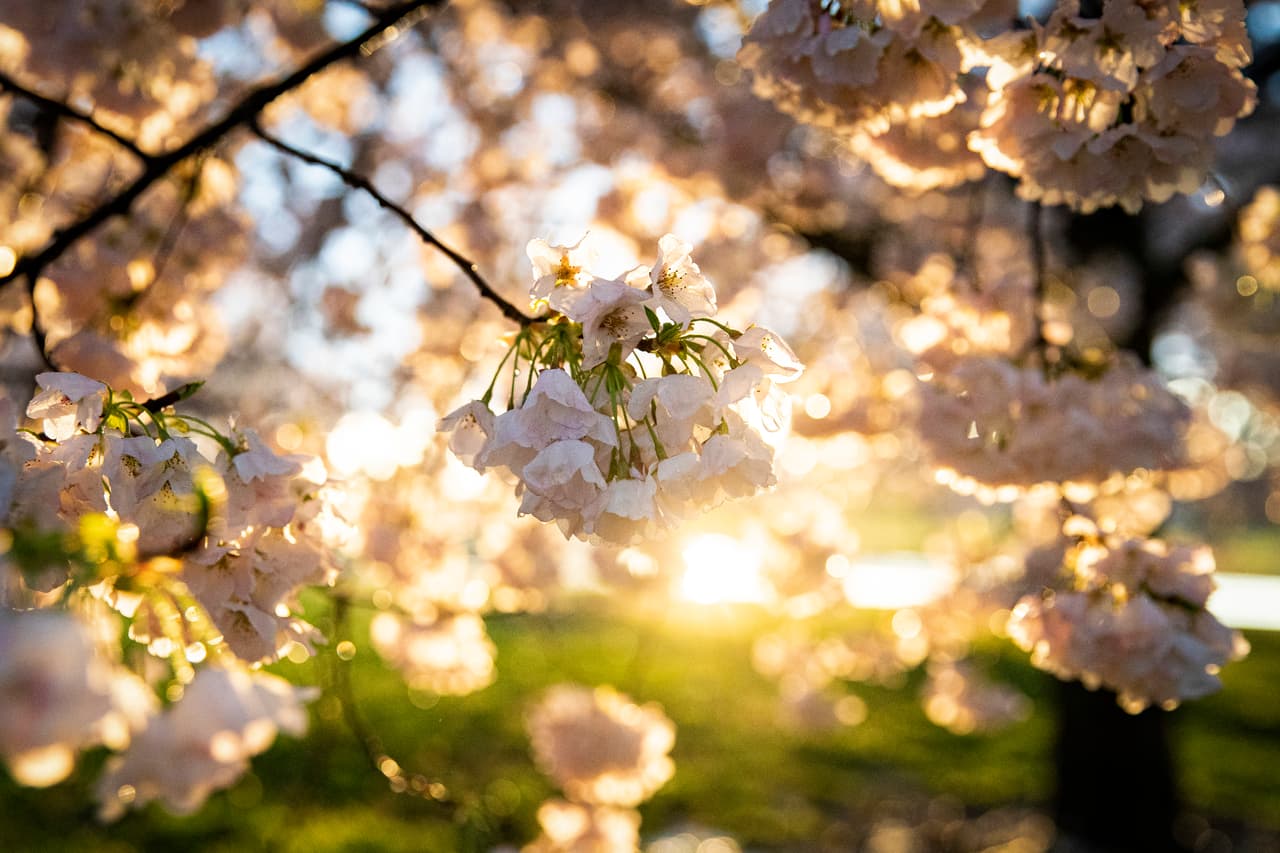 Hasta ahora se desconoce la fecha exacta en que alcanzarán su 
<b>punto máximo de florecimiento</b>; sin embargo, se esperaba que este año los cerezos lleguen a su máximo esplendor 
<b>entre el 2 y el 5 de abril</b>.