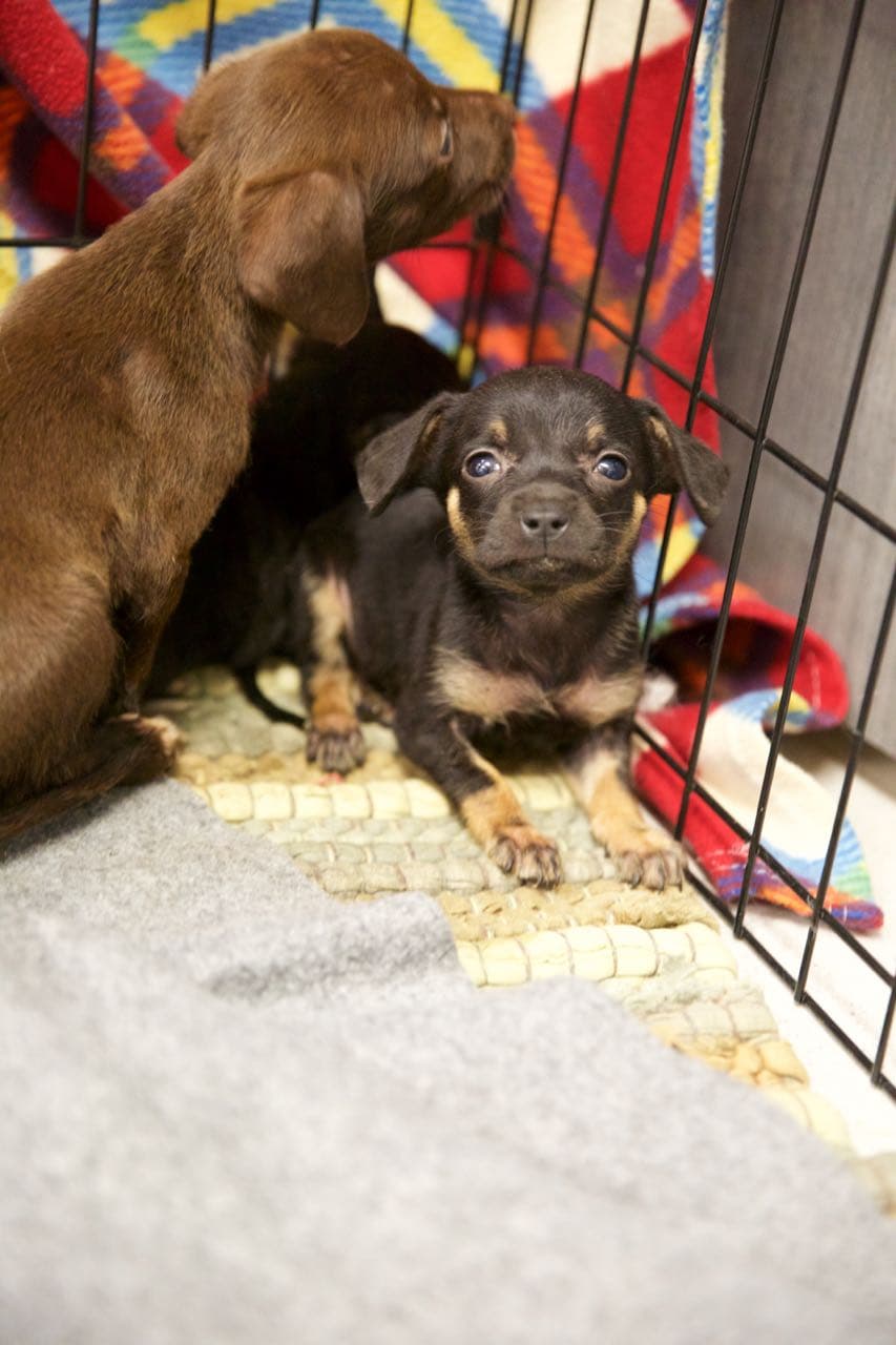 "Nunca he visto este nivel de negligencia", expresó el oficial. Al parecer el sospechoso mantenía a los perros encerrados dentro de la vivienda todo el día.