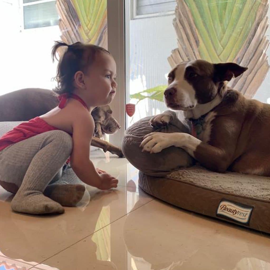 Estas mascotas, ahora, también son cómplices de travesuras de la hija de la periodista colombiana.