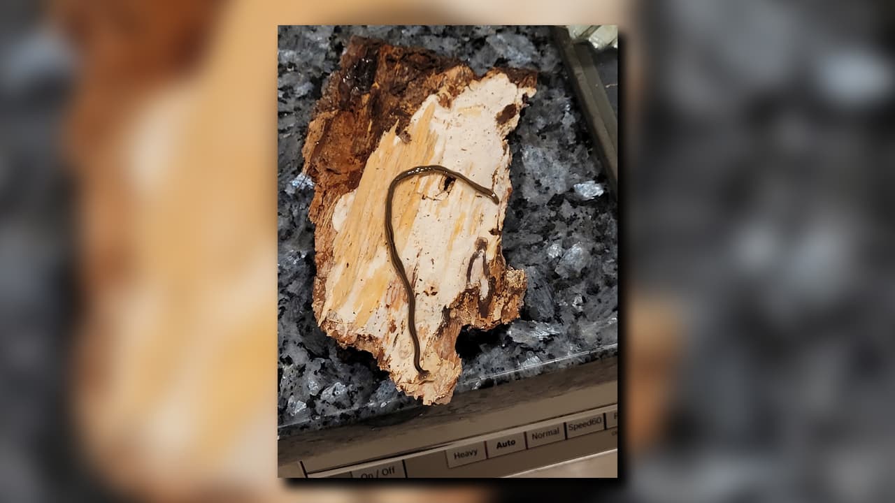 Recientemente se han reportado avistamientos de gusanos de jardín con 
<a href="https://www.univision.com/local/atlanta-wuvg/autoridades-advierten-de-una-invasion-de-lombrices-cabeza-de-martillo-se-regeneran-y-se-clonan-si-intentas-matarlo">cabeza de pala</a>, también conocidos como 
<a href="https://www.univision.com/radio/radio-nacional/asi-lucen-las-lombrices-cabeza-de-martillo-que-han-sido-vistas-atlanta-fotos">gusanos martillo</a>, en el estado, dijo a CNN el 
<a href="https://www.caes.uga.edu/extension-outreach/uga-extension.html" target="_blank">agente de extensión agrícola de la Universidad de Georgia, </a>
<a href="https://extension.uga.edu/about/personnel-directory/person.html?pk_id=16626&name=James%20Murphy" target="_blank">James Murphy</a>.