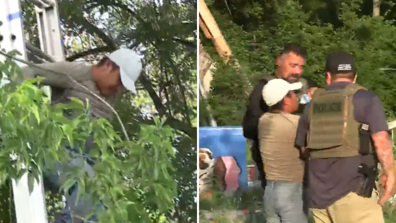 "No firmes nada": tras 8 horas, baja inmigrante que subió a un árbol tras intento de arresto por parte de ICE