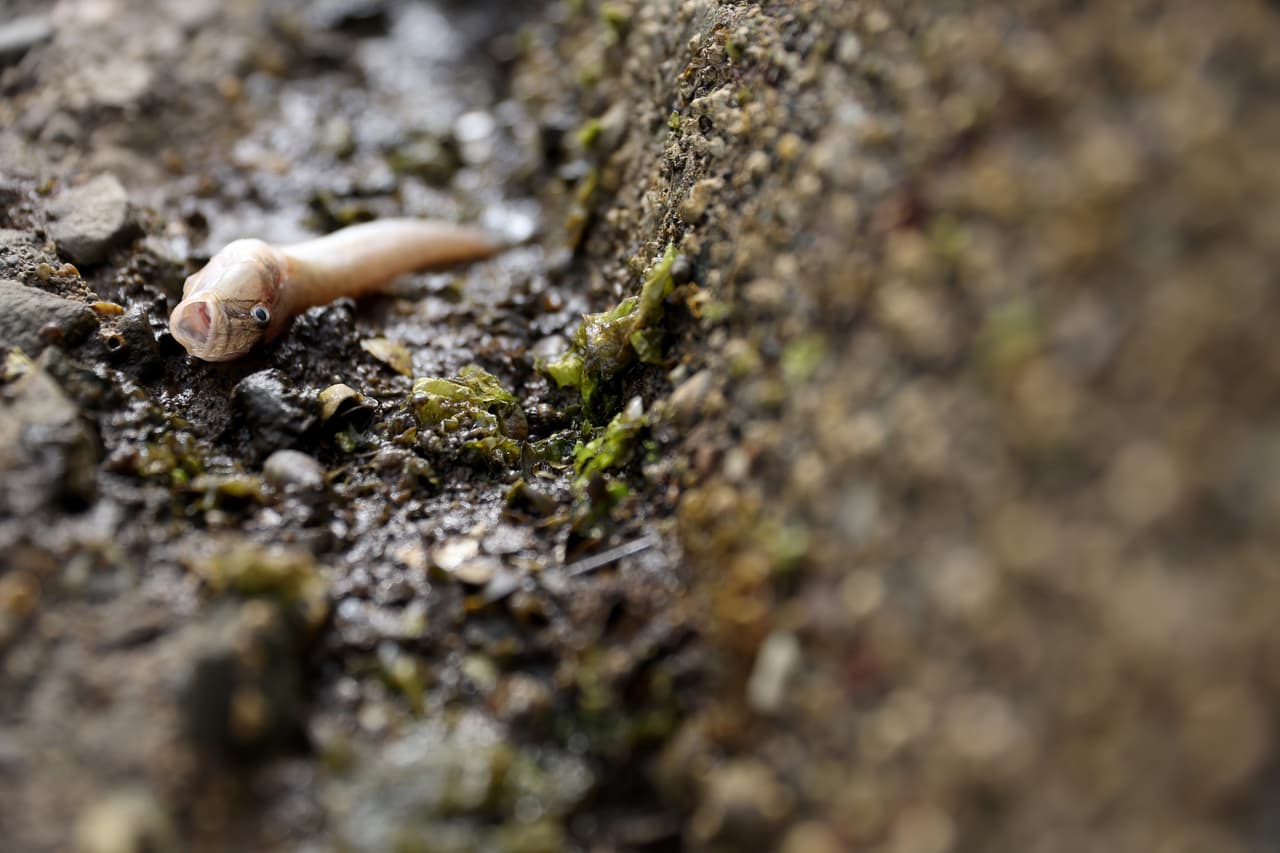 Un pez muerto a orillas del lago Merritt el 29 de agosto de 2022 en Oakland, California. Decenas de miles de peces muertos, incluidos tiburones, esturiones y lubinas rayadas grandes, están apareciendo en las costas de la Bahía de San Francisco y sus vías fluviales a medida que continúa la proliferación generalizada de algas en la bahía más de un mes después de ser detectada por primera vez.
