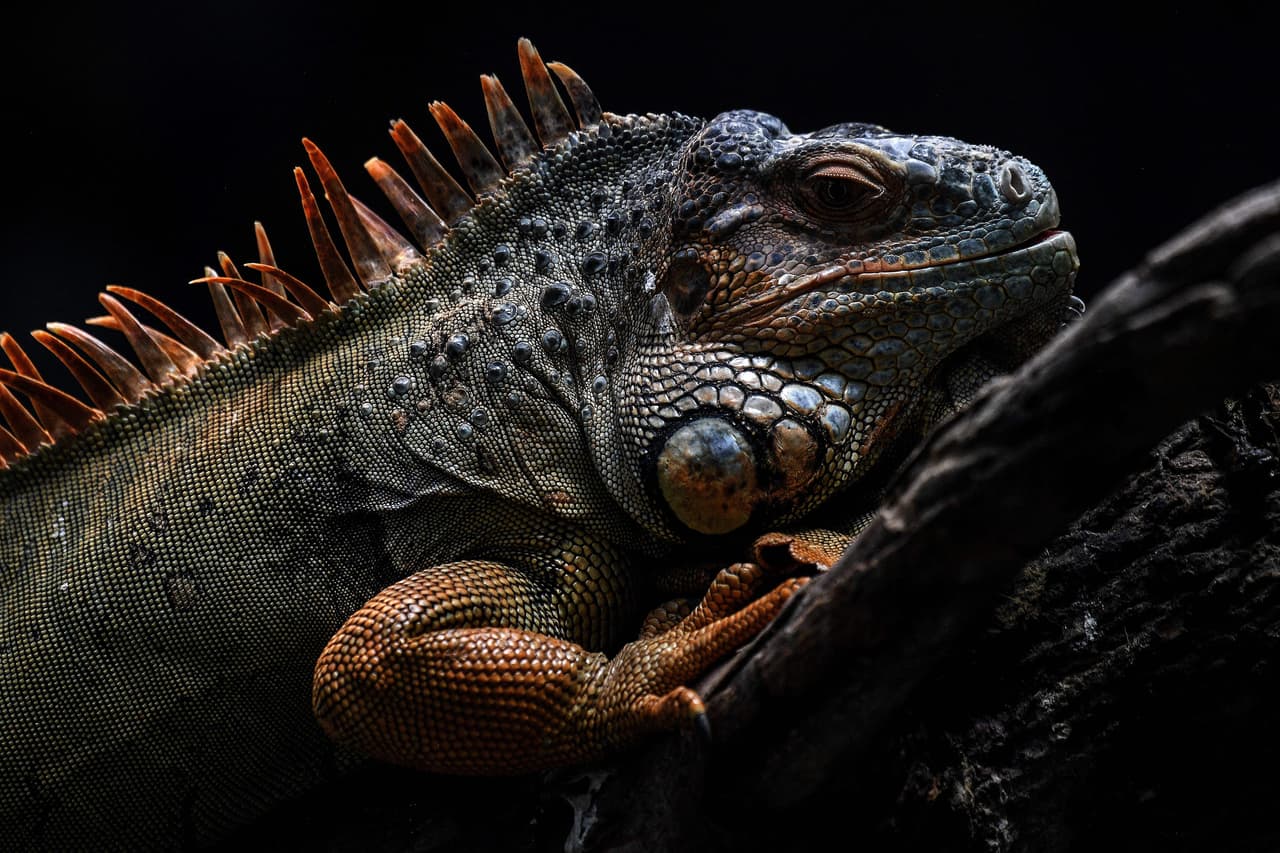 Sin embargo un video de vigilancia muestra, según dijeron las autoridades, que el “hombre golpeó salvajemente a la iguana, la atormentó y la mató”.