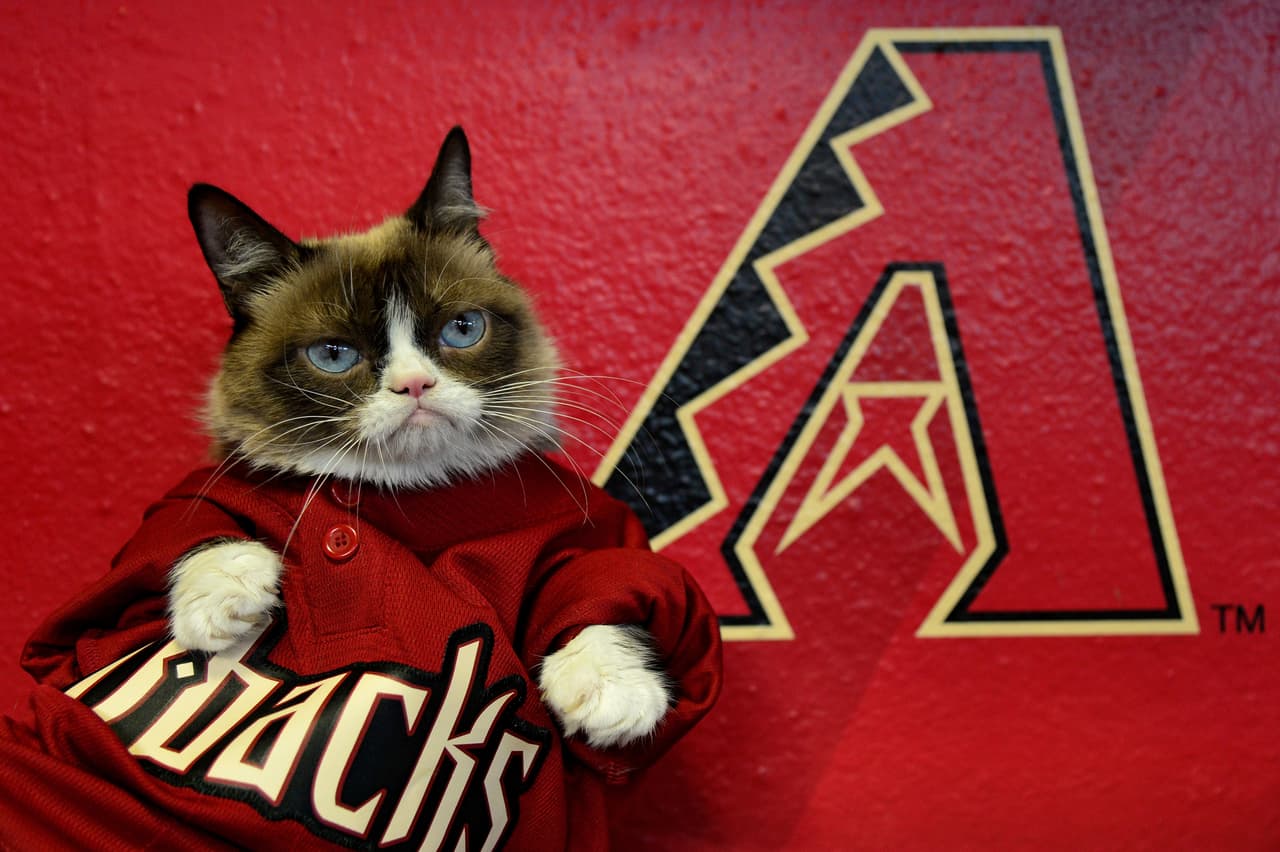 “Grumpy Cat” fue la invitada de honor en el Chase Field para lanzar la primera pelota en el juego de los Diamondbacks.