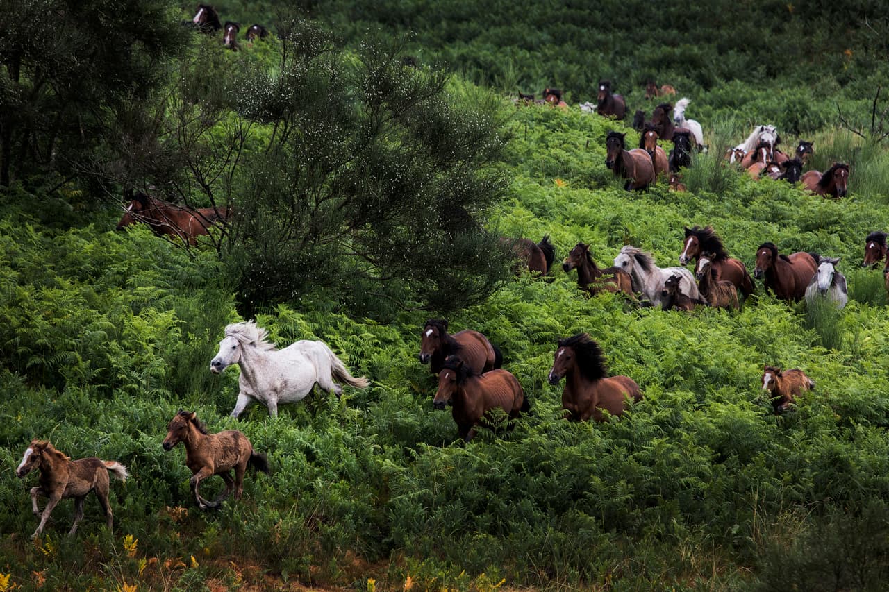 <b>‘Caballos en Galicia’</b>. Fue la imagen ganadora de la categoría ‘naturaleza desde la distancia’ y fue tomada en España. 
<a href="https://www.univision.com/noticias/medio-ambiente/insectos-en-primer-plano-estas-fotos-premiadas-nos-muestran-una-belleza-que-a-simple-vista-no-podemos-ver-fotos"><u>Vea aquí las fotografías de insectos premiadas en 2020</u></a>
<br>