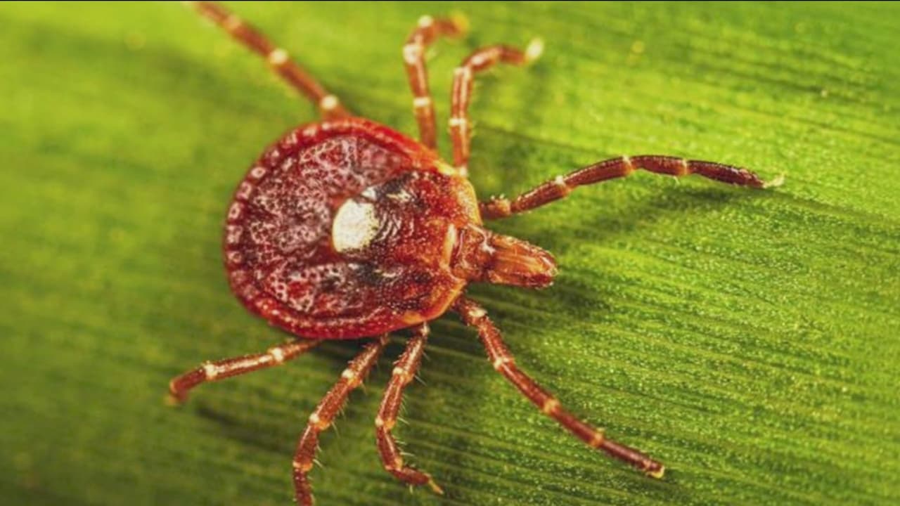 Picadura de esta garrapata puede cambiar tu dieta por años: “Se vuelven veganos y no por elección”