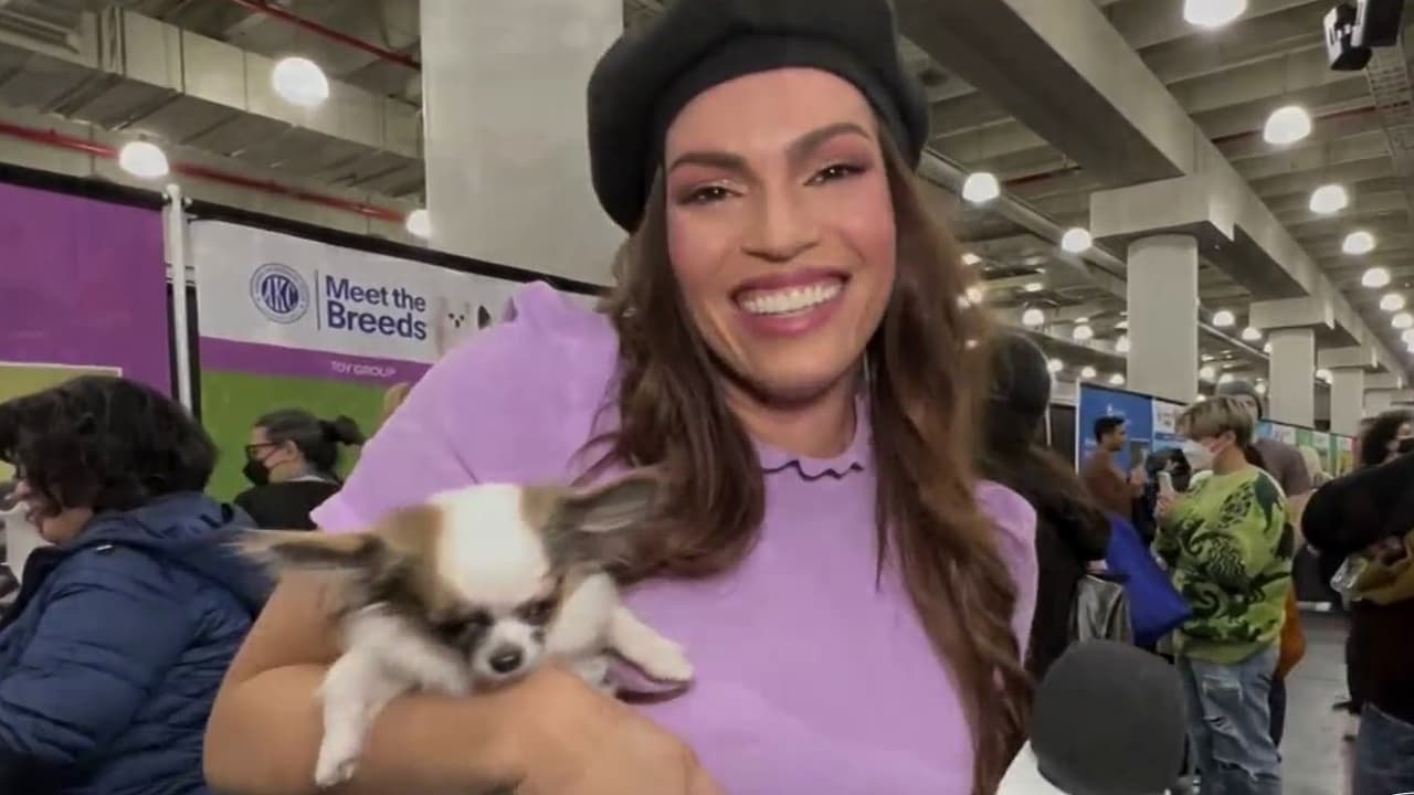 'Meet the Breeds', la exhibición canina más grande en EEUU llegó a Nueva York