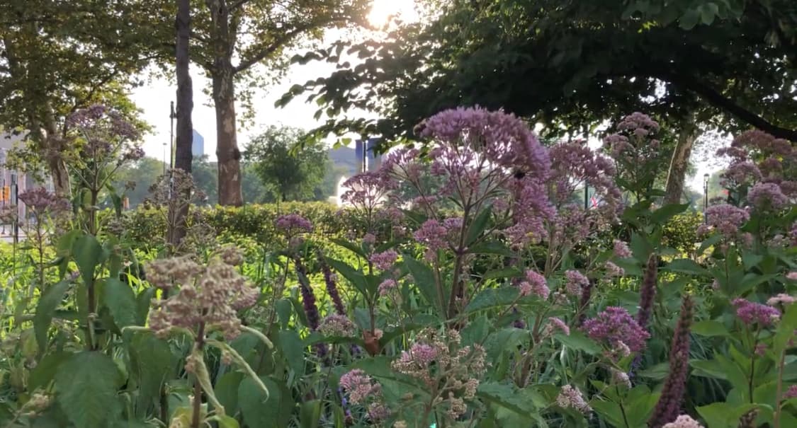 Algunas de las especies amigables con los polinizadores incluyen la Susan de ojos negros, el algodoncillo común, el tallo azul, la semilla de la pradera, la hierba de hierro, la hierba Joe-Pye, la vara de oro, el iris de bandera azul y la hierba muhly. Cada planta fue seleccionada por su capacidad para actuar como fuente de alimento y refugio para aves e insectos migratorios y nativos.