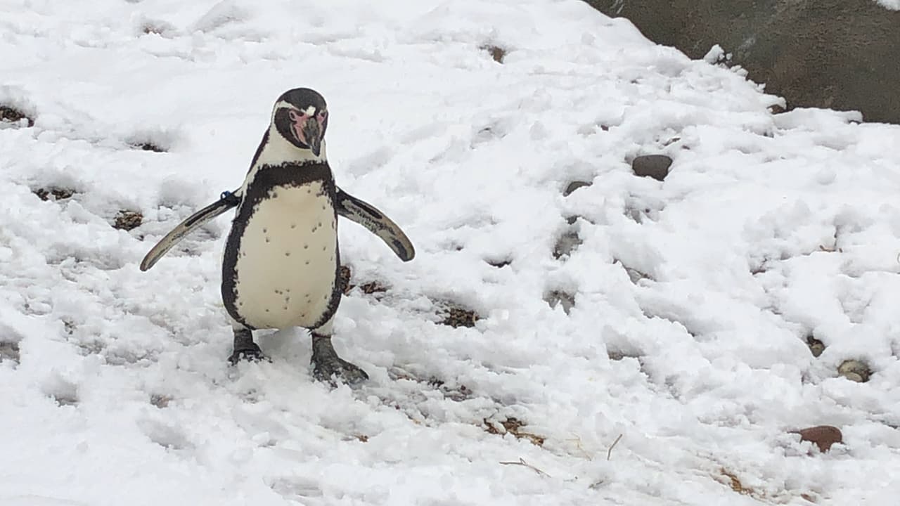 El pingüino de Humboldt es una especie de ave no voladora que pertenece al grupo de los pingüinos anillados. Su apariencia es parecida a la del pingüino africano, pero tiene ciertos rasgos particulares.
<b> No tiene subespecies</b>.
<br>
<br>
<br>