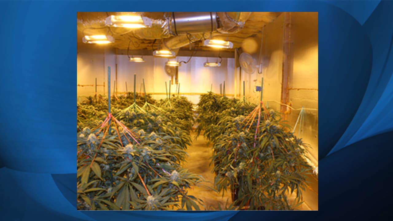 En la operación se incautaron 3,174 plantas de marihuana en viviendas de Dacula, Norcross, Jonesboro, Locust Grove y Lawrenceville.