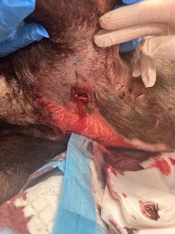 El oficial encontró al perro herido que fue llevado a un hospital veterinario de emergencia donde descubrieron que sufría
<b>múltiples heridas de bala</b>.