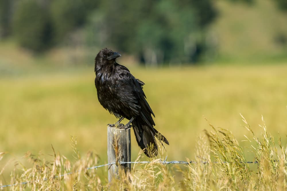 <b>CUERVO (23 de septiembre al 23 de octubre)</b>
<br>
<b>Mineral: Jaspe verde | Vegetal: Hierbabuena</b>
<br>Así como el ave, que está cómodo en aire o en tierra, son personas que pueden adaptarse a muchos ambientes, siempre en búsqueda de equilibrio y un balance en su vida, aunque de preferencia deciden hacerlo en compañía junto a gente de confianza que hacer un ejercicio de introspección ellos solos. Tienen espíritu de servicio y de ayudar al prójimo en lo que puedan.