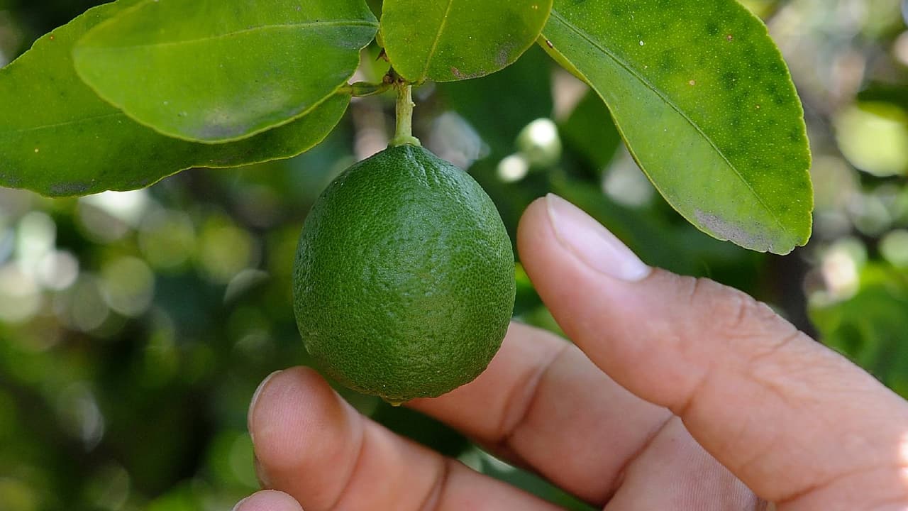 El Banco de Alimentos de St. Mary’s acepta donaciones de cítricos