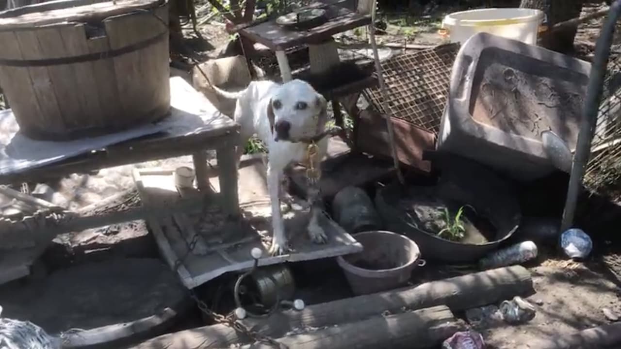 La SPCA de Houston informó que dos de los perros vivían en condiciones horribles. El
<b><a href="https://www.facebook.com/austincountyso" target="_blank">Departamento del Sheriff del condado Austin</a></b> participó en estas acciones,