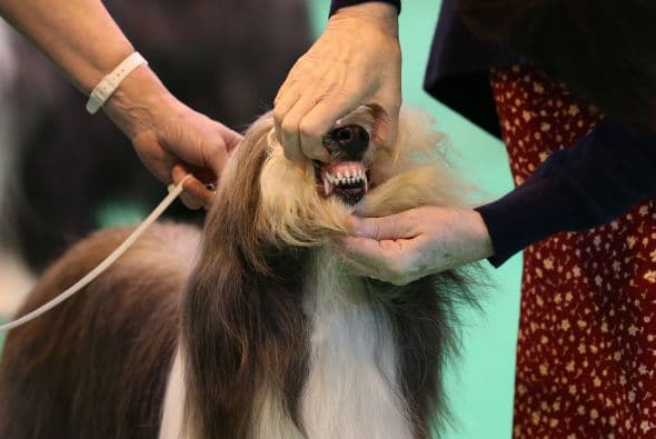 Antes de que puedan competir, estos perros tienen que ser revisados de hocico a cola para verificar que cumplan con las características esenciales de su raza y la salud adecuada.