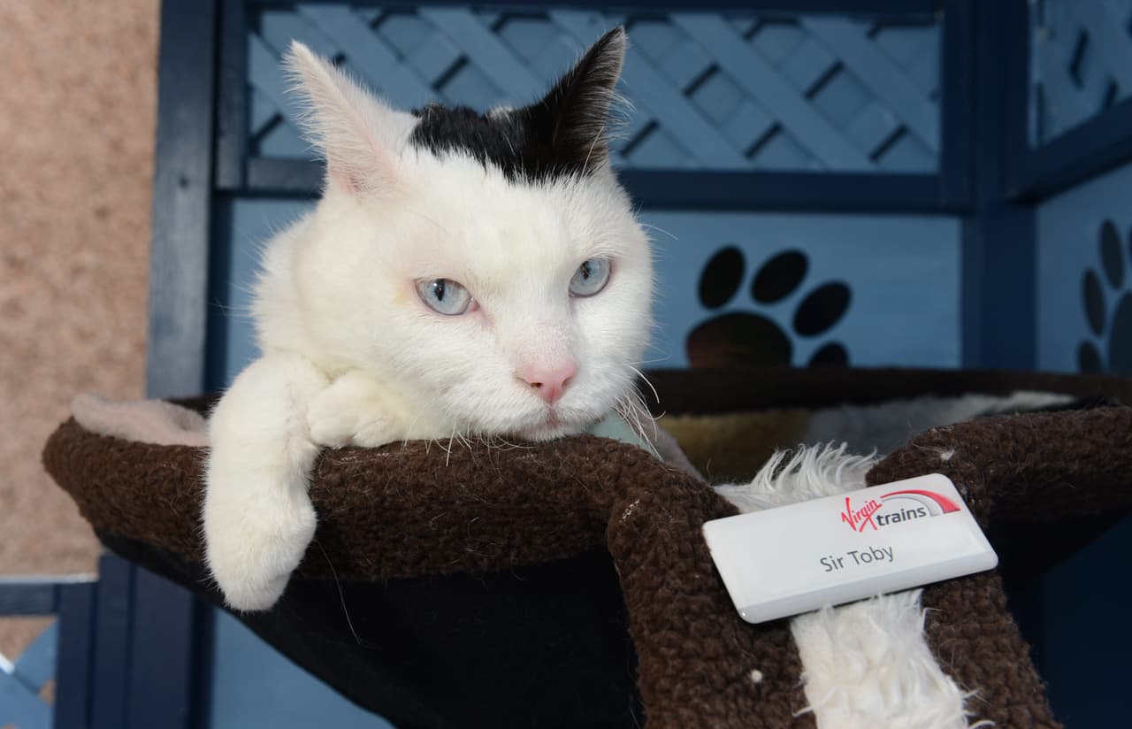 ¡A este gatito lo convirtieron en la mascota de una estación!