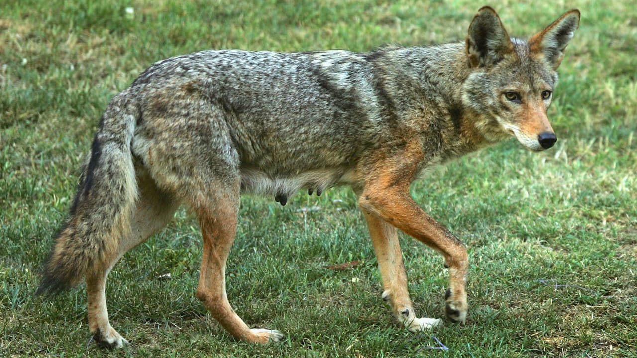 El coyote es un ejemplo impresionante de adaptación y supervivencia.