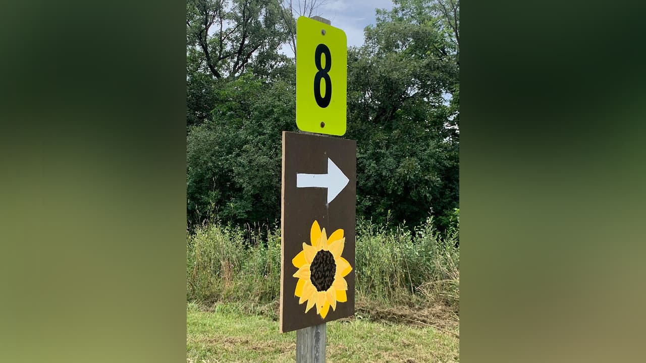 Los 60 acres de campo dedicados a las flores han atraído a fotógrafos y turistas de todo el estado.