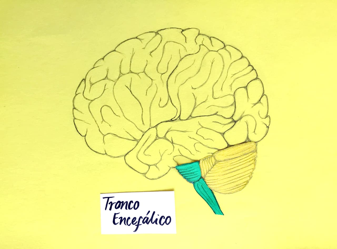 ¿Cómo funciona el cerebro, el órgano más importante y complejo? 