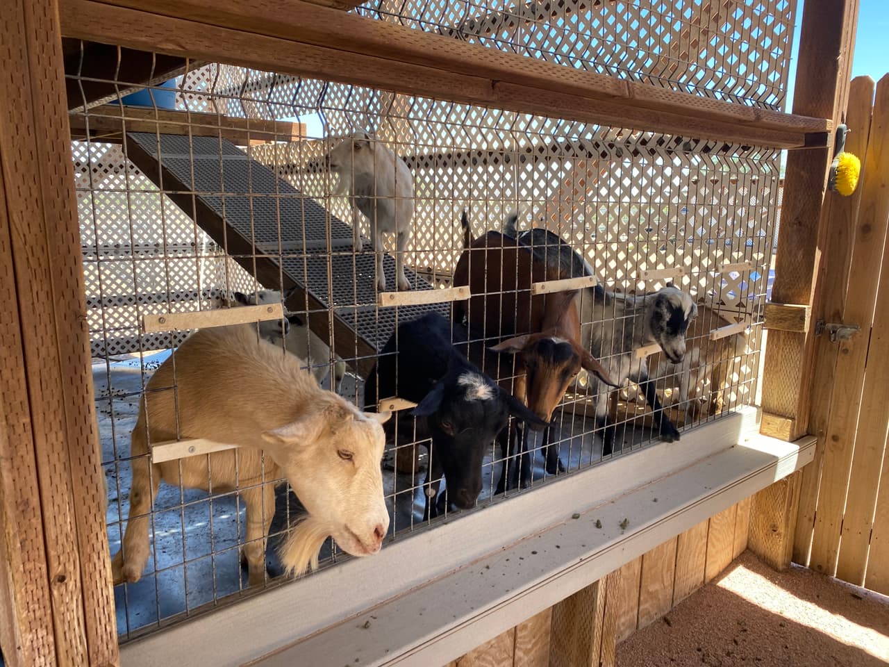 Granja The Rooster Cogburn en Oro Valley, Arizona.