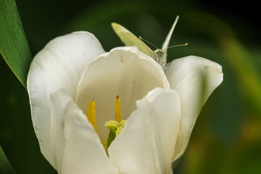 Una polilla blanca primaveral se coló entre los tulipanes blancos en la exhibición en Longwood Gardens, que cuenta además con otros distritos en los que los amantes de las plantas pueden admirar otro tipo de paisajes.