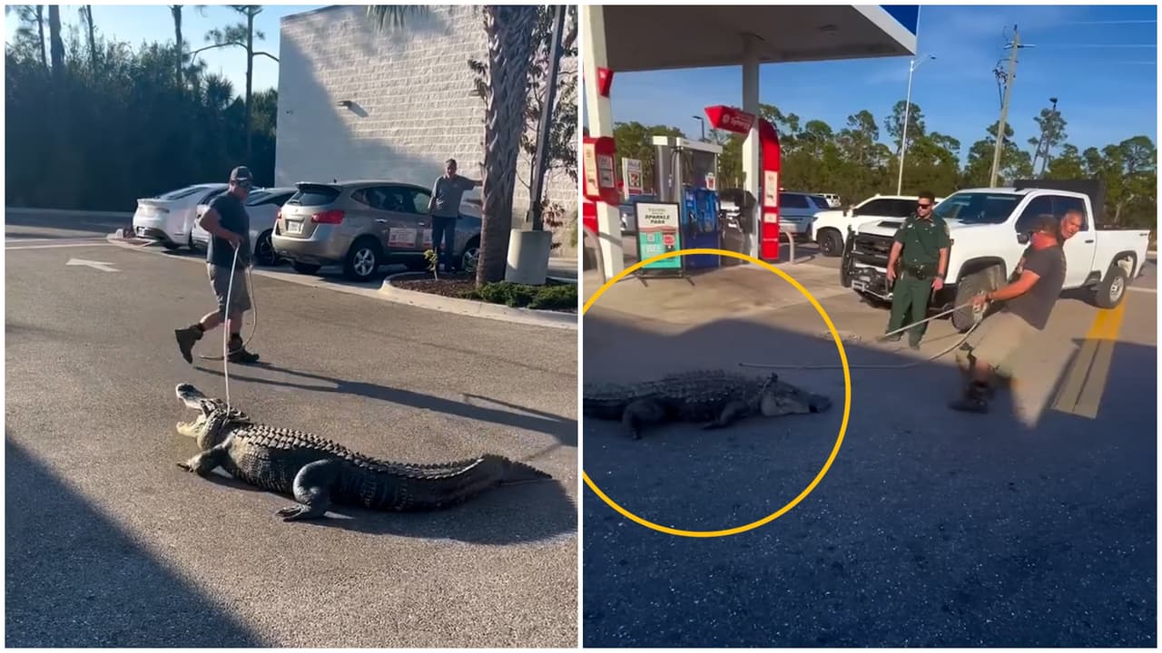 Otro caimán frente a un 7-Eleven en Florida: segundo gigante capturado en una semana