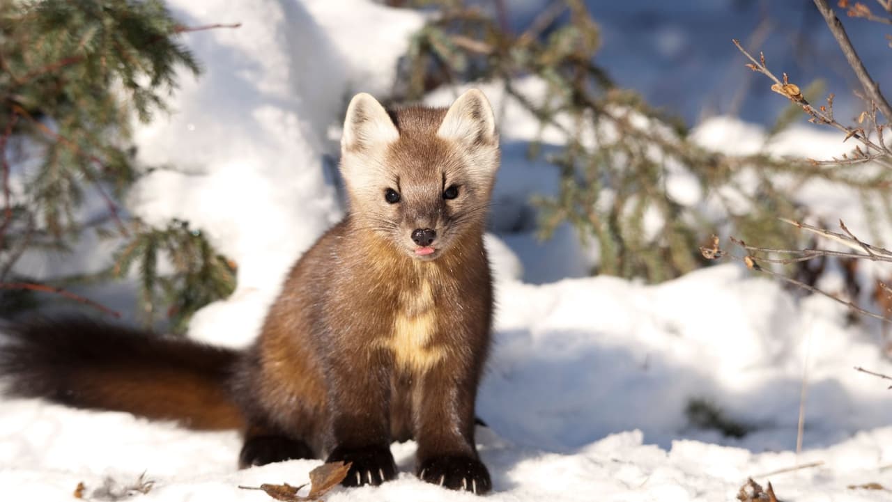 “En cuanto a su hábitat, el tipo de hábitat que buscan es lo que llamaríamos estructuralmente complejo”, dijo el biólogo de la Comisión de Juegos de Pensilvania, Thomas Keller. “