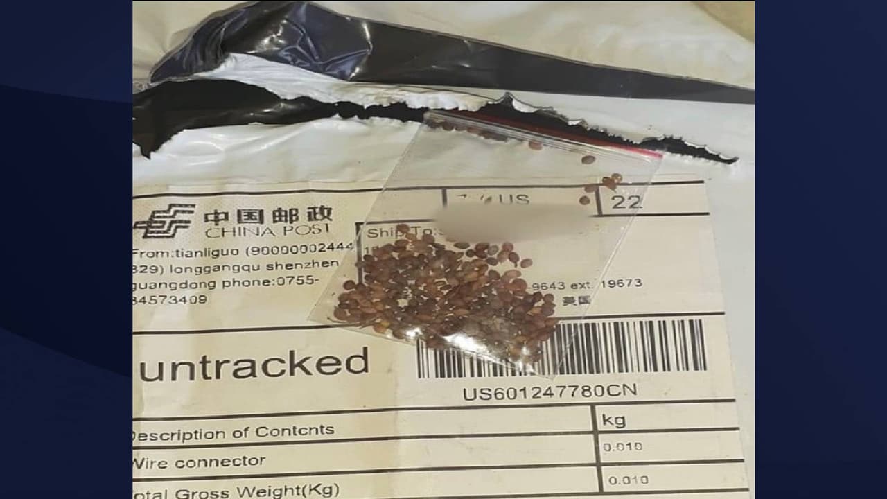 Texanos están recibiendo misteriosos paquetes con semillas enviados desde China; esto es lo que debes saber