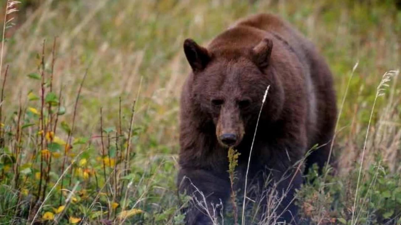 Muere un soldado atacado por un oso pardo en Alaska
