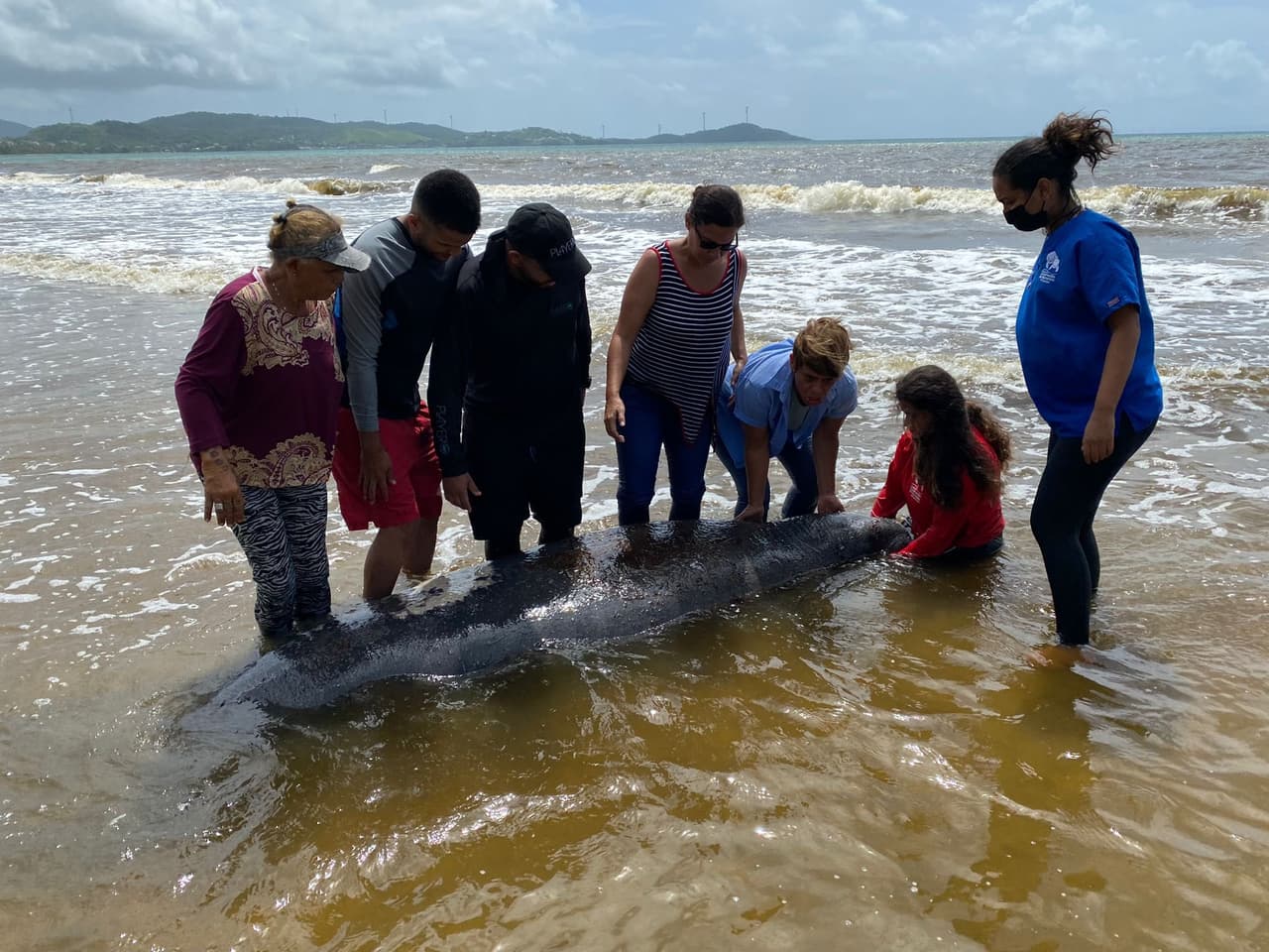 Recursos Naturales confirma muerte de 2 manatíes por el impacto de embarcaciones 