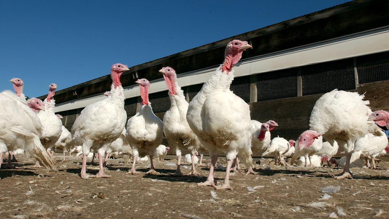 52.4 millones de aves muertas: qué se sabe del peor brote de gripe aviar en la historia de EEUU