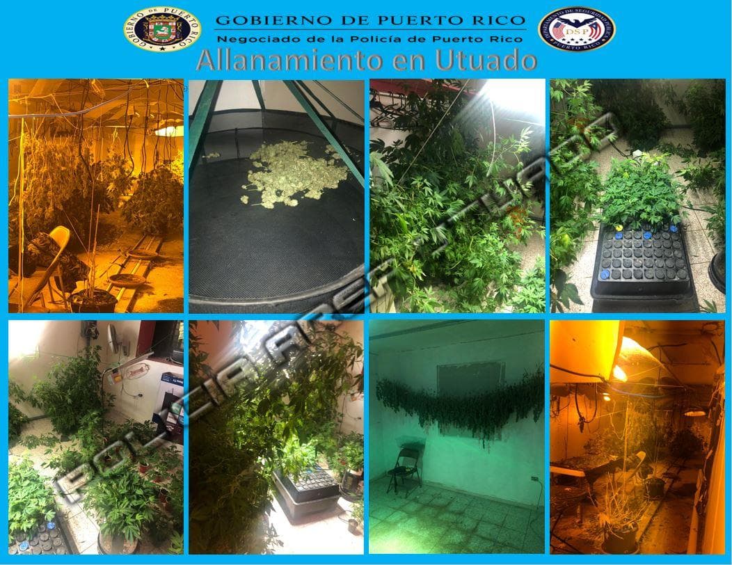 Ocupan gran cantidad de marihuana en residencia de Utuado