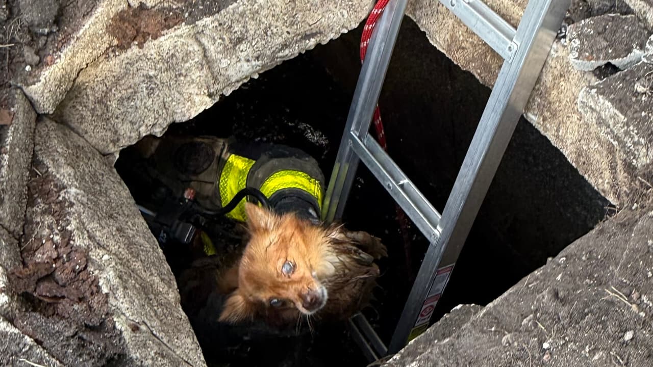 Bomberos de Miami rescatan a un perro ciego de un pozo séptico