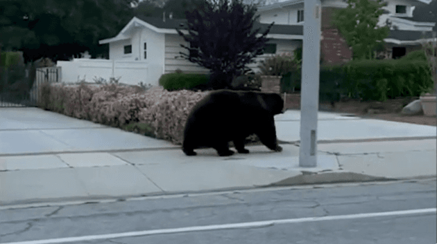 Oso fue captado caminando por vecindario de Arcadia. Te decimos qué hacer en caso de encontrarte con este animal   