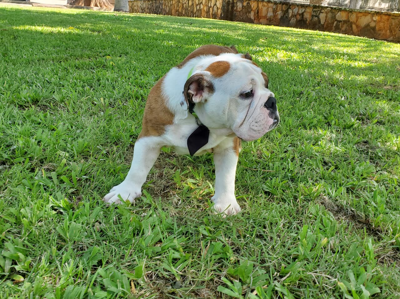 Cuando el pasado miércoles, 14 de octubre de 2020, el Recinto
<b> </b>anunció el deceso de su mascota, la familia colegial se desbordó con mensajes de condolencias y expresiones de tristeza por el fallecimiento del icónico 
<i>bulldog</i>. 
<br>
<br> 
<br>