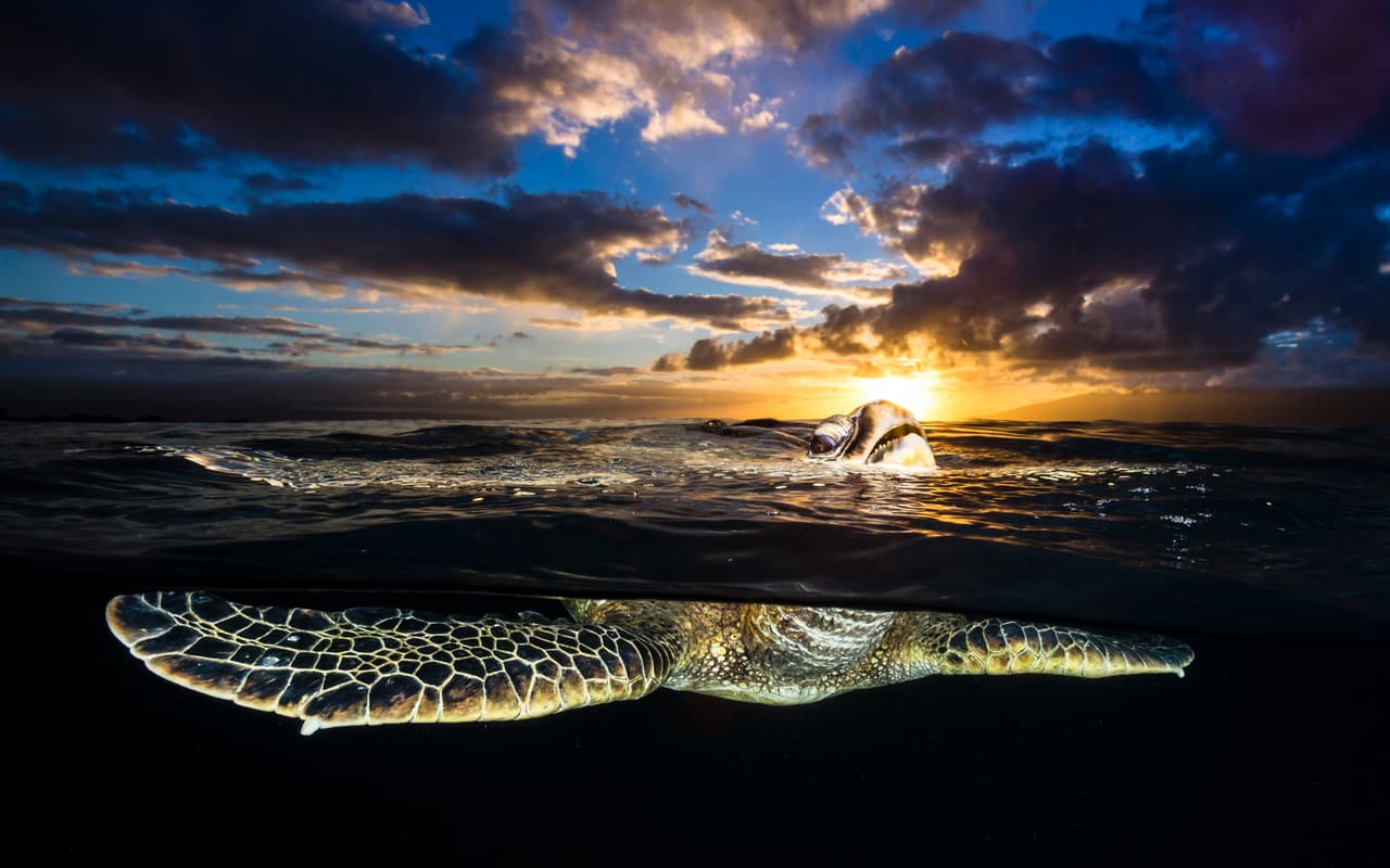 Una tortuga marina verde toma aire en el atardecer de Maui, Hawaii. También forma parte del portafolio de Capozzola.
<br>