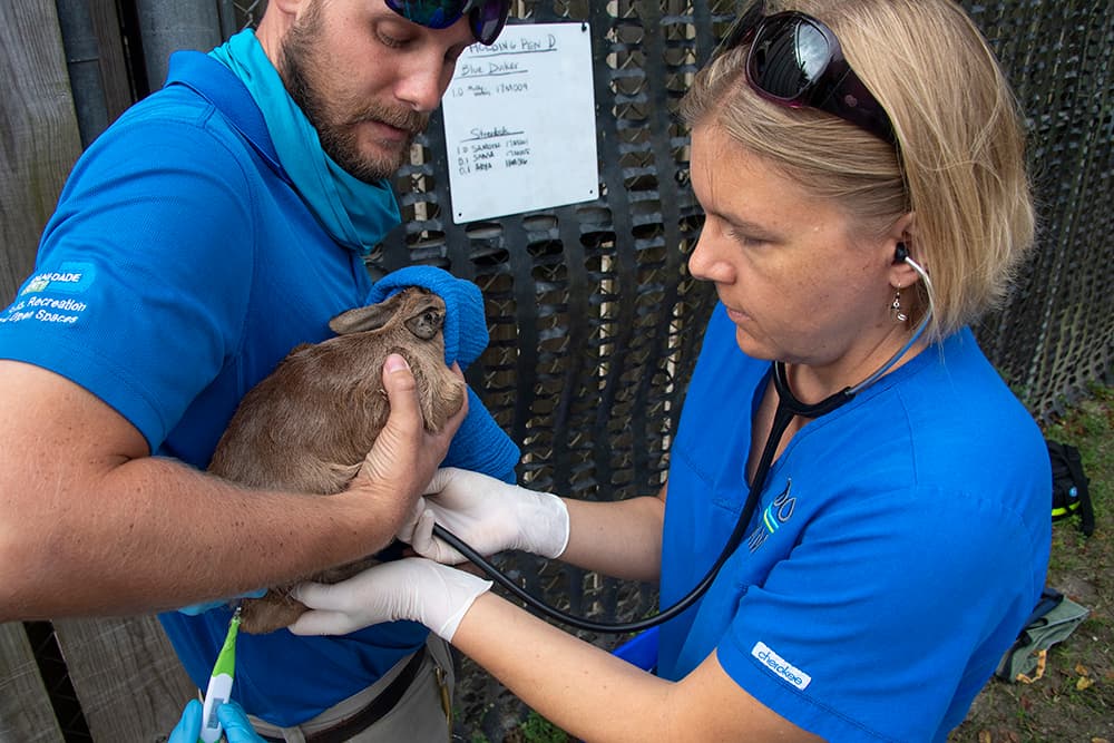 El personal de Animal Science criará a este bebé para ayudar a promover un comportamiento más relajado bajo el cuidado humano.