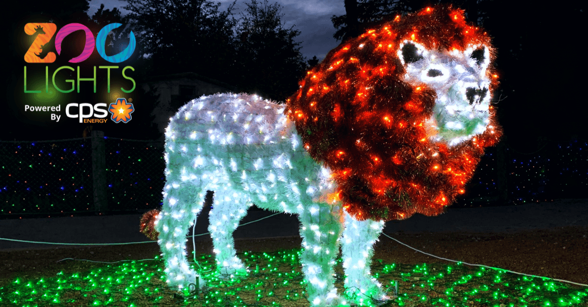 Hasta el 1º de enero se podrá disfrutar de las luces que adornan el Zoológico de San Antonio. Habrá un tunel de 124 pies totalmente iluminado. Lo bueno: el 90% de las luces son LED, lo que hace esto amigable el medio ambiente.
