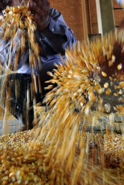 La polémica se refiere a la posible contaminación de las variedades locales, base de la alimentación y de la producción del pequeño agricultor, en un país 45 por ciento rural.