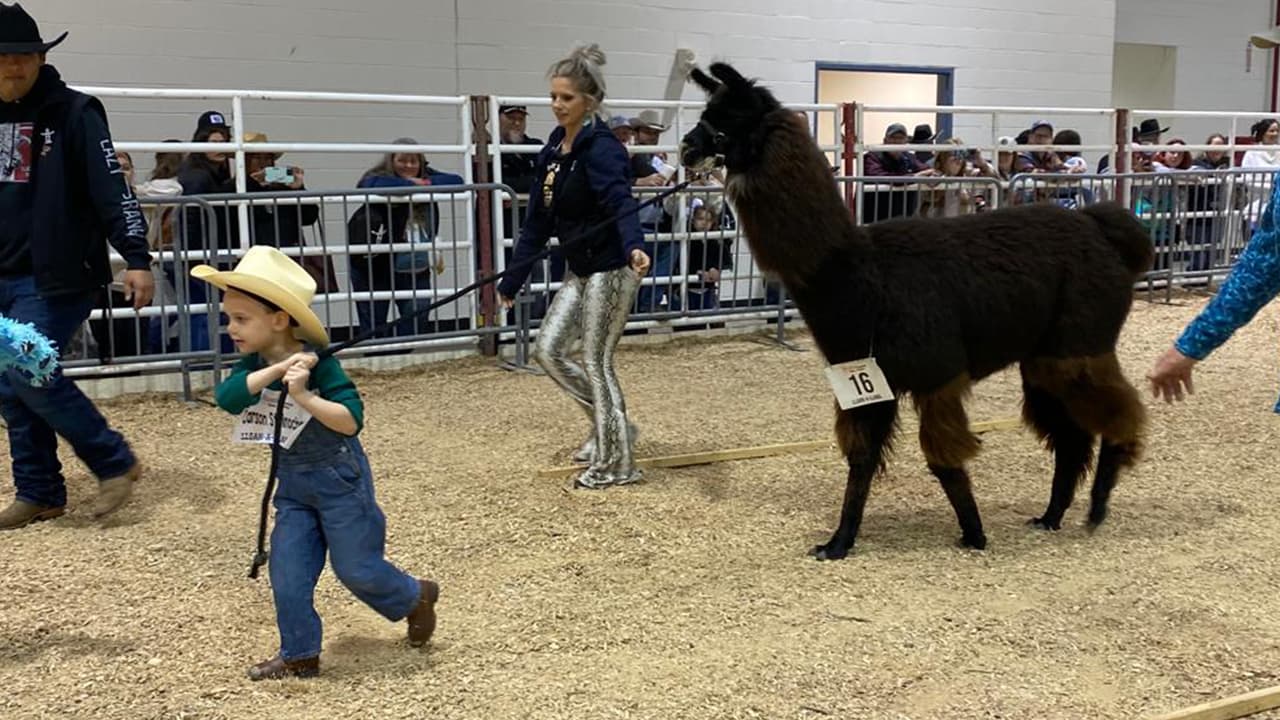 Después salen a pasear con la llama y su función es lograr que el animal libre los obstáculos, su calificación dependerá de la forma como lograron la meta.