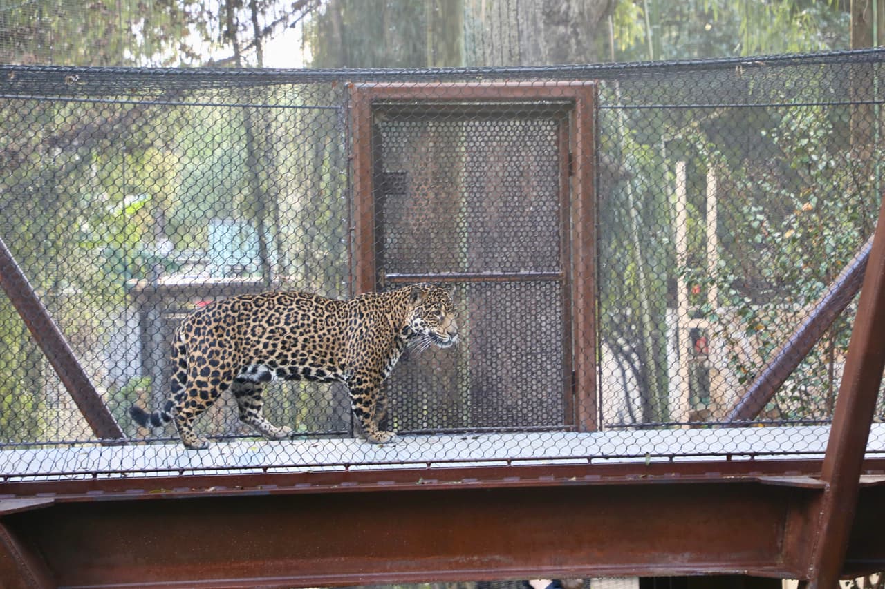 ¡Solo por un día! Zoológico de San Antonio ofrece entradas a $8 para los residentes de este condado 