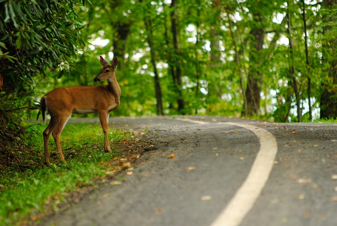 En el estado de Carolina del Norte si por accidente matas algún animal mientras conduces en la carretera, entonces tienes todo el derecho de comértelo. De hecho, esta ley también es válida para otros estados como Maryland, Tennessee, West Virginia y Pennsylvania.