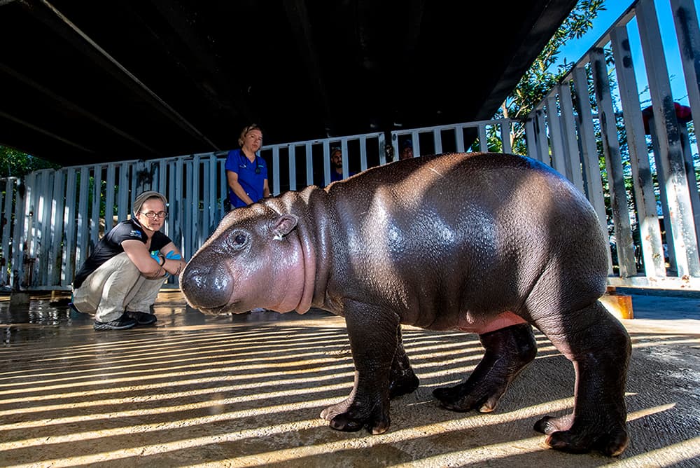 La cuidadora del zoológico Tabitha Miller y el veterinario asociado, el Dr. Gaby Flacke observan a Aubergine.