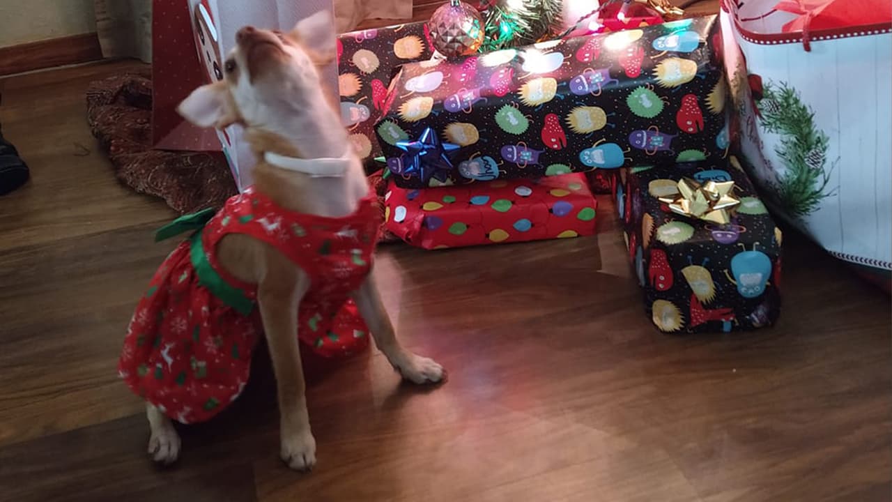 Joana Rodríguez - "Mi bella CANDY"