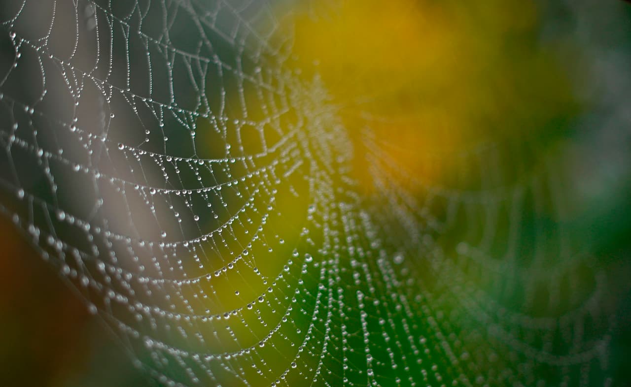 "Nuestro personal solo ha encontrado un puñado de machos a lo largo de los años y aún no se ha encontrado una hembra de la especie", aseguró Ridgley.