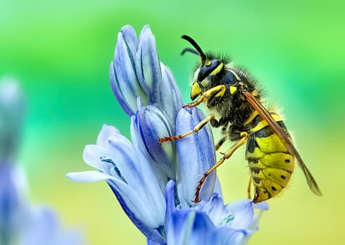 <b>¿Cuál es la diferencia entre las abejas y las avispas? </b>
<br>Las avispas tienden a tener una coloración y patrones más prominentes que las abejas. Los cuerpos de avispa suelen ser más suaves, mientras que las abejas tienden a ser más peludas.
<br>
<br>Debido a sus cuerpos sin pelo, las avispas no llevan polen. Se alimentan de néctar y recolectan otros insectos para alimentar a sus crías carnívoras.